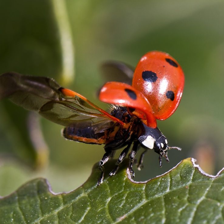 images_ladybug-743562_1280